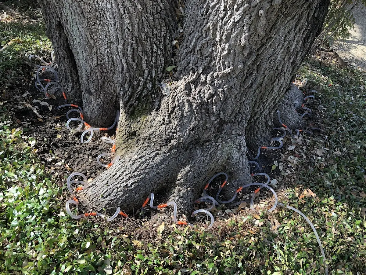 Detailed Tree Cabling and Bracing job site in Rodessa