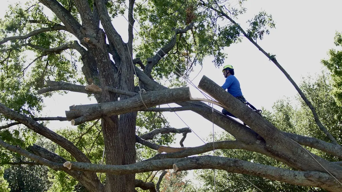 Professional Crown Thinning performed by certified arborists in Rodessa