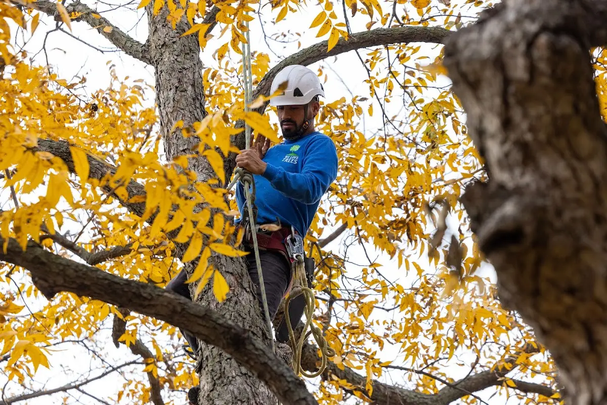Skilled Tree Trimming crew working in Rodessa